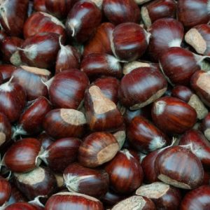 CHESTNUT