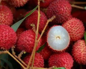 lychee's