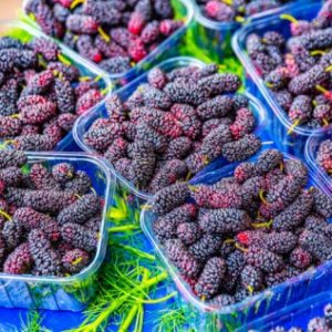 Mulberry