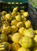 Quince